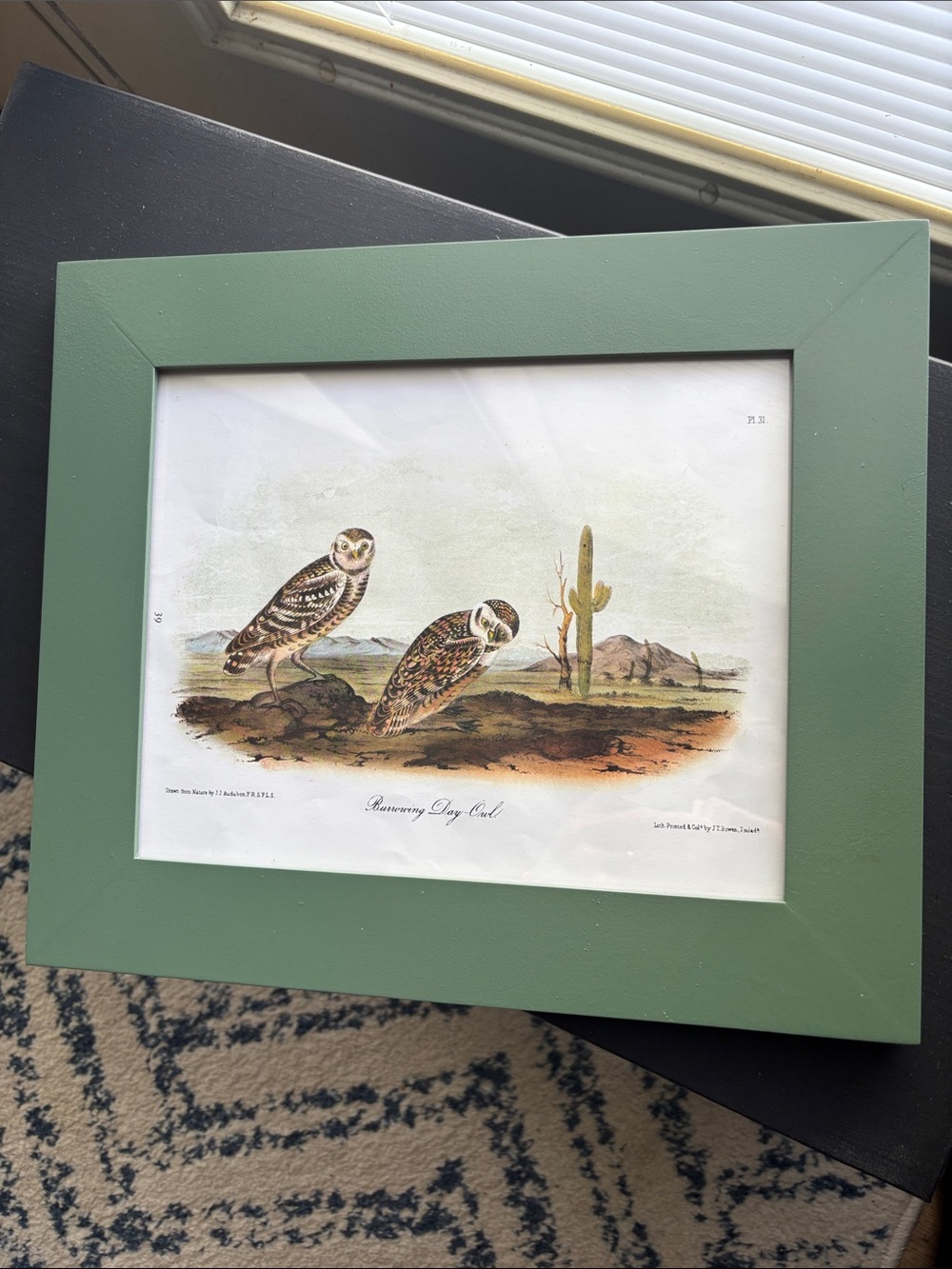Vintage Audubon Owl Page Print